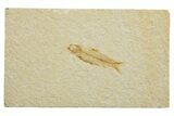 Detailed Fossil Fish (Knightia) - Wyoming #340789-1